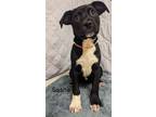 Adopt Sasha a American Pit Bull Terrier / Mixed Breed (Medium) / Mixed dog in