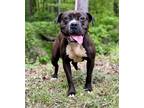 Adopt Sandra a Black - with White American Pit Bull Terrier / Mixed dog in