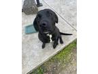 Adopt sasha a White - with Black Labrador Retriever / Mixed dog in Nashville
