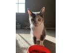 Adopt Sweet Momma a Calico or Dilute Calico Calico / Mixed (short coat) cat in