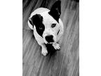 Adopt Elvis a White - with Black American Staffordshire Terrier / Mixed dog in