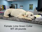 Adopt Coot a Tan/Yellow/Fawn Labrador Retriever / Mixed dog in Leitchfield