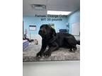 Adopt Phesant a Black Labrador Retriever / Mixed dog in Leitchfield