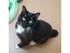 Adopt Ricky Bobby a All Black Domestic Shorthair / Mixed Breed (Medium) / Mixed