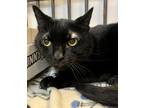 Adopt Bronco a All Black Domestic Shorthair / Domestic Shorthair / Mixed cat in