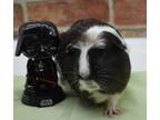 Adopt Oreo a Black Guinea Pig / Guinea Pig / Mixed (short coat) small animal in