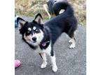 Adopt Sapphira a Tricolor (Tan/Brown & Black & White) Pomsky / Mixed dog in