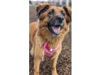 Adopt Bella a Brown/Chocolate Shepherd (Unknown Type) / Mixed Breed (Medium) /