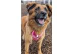 Adopt Bella a Brown/Chocolate Shepherd (Unknown Type) / Mixed dog in Guelph