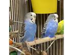 Adopt Jay a Budgie bird in Victoria, BC (40780818)