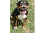 Adopt Ellis (HW+) a Black American Pit Bull Terrier / Mixed dog in Lillington
