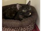 Adopt Pastina a All Black Domestic Shorthair / Domestic Shorthair / Mixed cat in