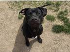 Adopt Theo a Black Labrador Retriever / Mixed dog in Boulder, CO (41381079)