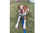 Adopt Buster - Kitchener a Red/Golden/Orange/Chestnut Mixed Breed (Large) /