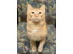 Adopt Mequen a Orange or Red Domestic Shorthair / Mixed Breed (Medium) / Mixed