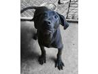 Adopt Lucia a Plott Hound / Labrador Retriever / Mixed dog in El Dorado