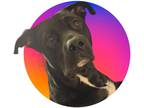 Adopt Shadow E. Lodge a American Pit Bull Terrier / Mixed dog in El Dorado