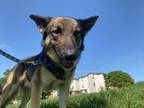 Adopt Percy a Black German Shepherd Dog / Mixed Breed (Medium) / Mixed (short
