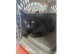 Adopt Ziva a All Black Domestic Shorthair / Domestic Shorthair / Mixed cat in