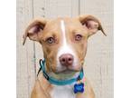 Adopt Emersyn a Tan/Yellow/Fawn Retriever (Unknown Type) / Mixed dog in