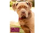 Adopt Canela a Brown/Chocolate Labrador Retriever / Rottweiler / Mixed dog in