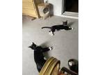 Adopt Oblada and Obladi a Black & White or Tuxedo Domestic Shorthair / Mixed