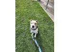 Adopt Zeus a White - with Tan, Yellow or Fawn American Staffordshire Terrier /