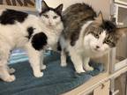 Adopt Cookies & Cream (Perfect Pair) a Domestic Longhair / Mixed cat in Lincoln