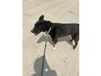 Adopt Naylah a Black - with White Labrador Retriever / American Pit Bull Terrier