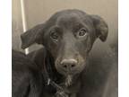 Adopt Sadie a German Shepherd Dog / Mixed dog in Houston, TX (41380685)