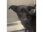 Adopt Cadie a German Shepherd Dog / Mixed dog in Houston, TX (41380684)