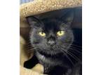 Adopt Minny a All Black Domestic Shorthair / Domestic Shorthair / Mixed cat in