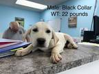 Adopt Chuckers a Tan/Yellow/Fawn Labrador Retriever / Mixed dog in Leitchfield