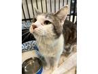 Adopt Vault a Gray or Blue Domestic Shorthair / Domestic Shorthair / Mixed cat