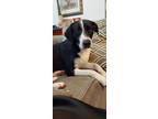 Adopt Finneas Patches Lord Rocket a Black - with White Hound (Unknown Type) /