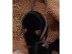 Adopt Coral a Black Mouse / Mixed small animal in Swanzey, NH (41370112)