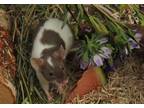 Adopt Slate a White Mouse / Mixed (short coat) small animal in Swanzey