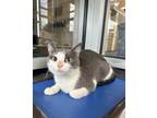 Adopt Miley a Gray or Blue Domestic Shorthair / Domestic Shorthair / Mixed cat
