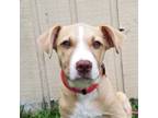 Adopt Rya a Tan/Yellow/Fawn Retriever (Unknown Type) / Mixed dog in Savannah