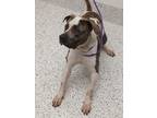Adopt Buddy Love a White American Pit Bull Terrier / Mixed Breed (Medium) /