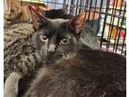 Adopt Dutton a All Black Domestic Shorthair (short coat) cat in Irwin