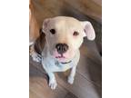Adopt McGee a White - with Red, Golden, Orange or Chestnut Boxer / Mixed dog in