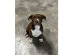 Adopt Lebron a Brown/Chocolate - with White Labrador Retriever / American Pit