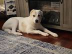 Adopt Hondo a White - with Tan, Yellow or Fawn Great Pyrenees / Mixed dog in