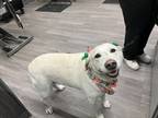 Adopt Sasha a White Labrador Retriever / American Pit Bull Terrier / Mixed dog