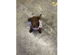 Adopt Tali a Brown/Chocolate - with White Airedale Terrier / Labrador Retriever