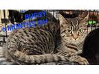 Adopt Bugsy a Brown Tabby Domestic Shorthair (short coat) cat in Irwin