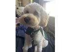 Adopt Ginger a White Cockapoo / Mixed dog in Springfield, VA (41380503)