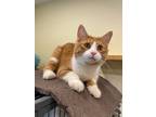 Adopt Brother a Orange or Red (Mostly) Domestic Shorthair (short coat) cat in
