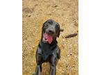 Adopt Sabrina a Black - with Brown, Red, Golden, Orange or Chestnut Doberman